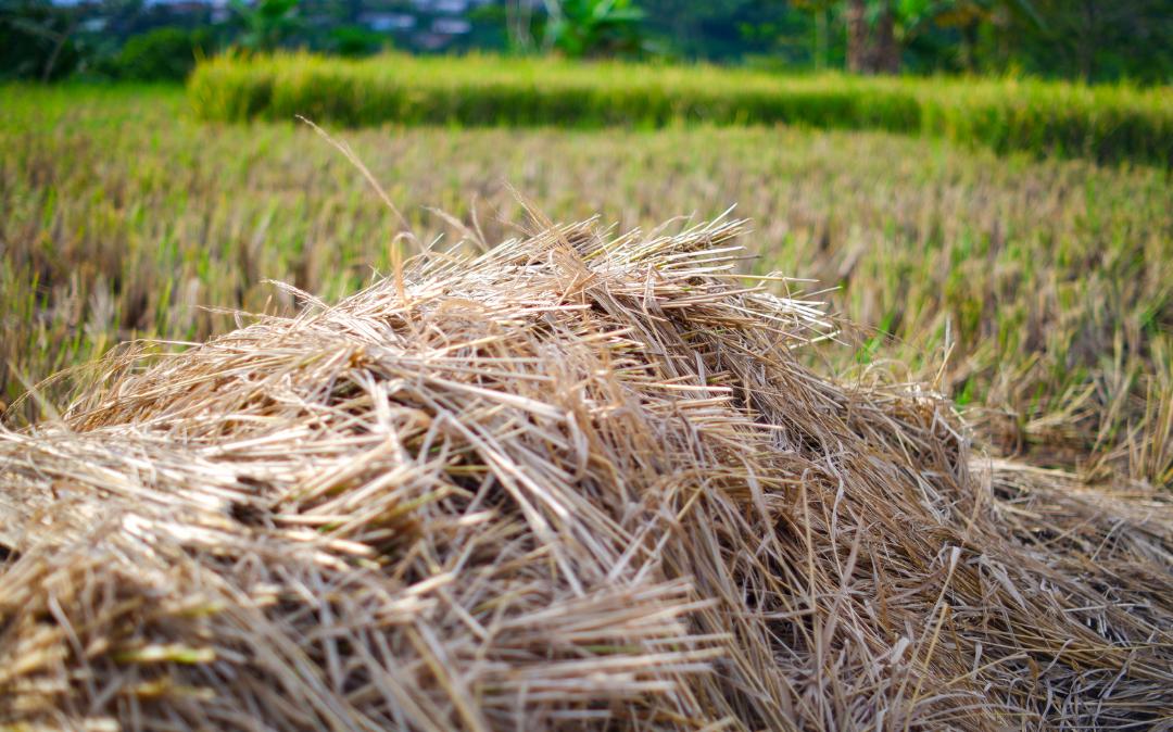 Kemarau Panjang, DPRD PPU Sebut Petani Sawah Tadah Hujan Terancam Gagal Panen